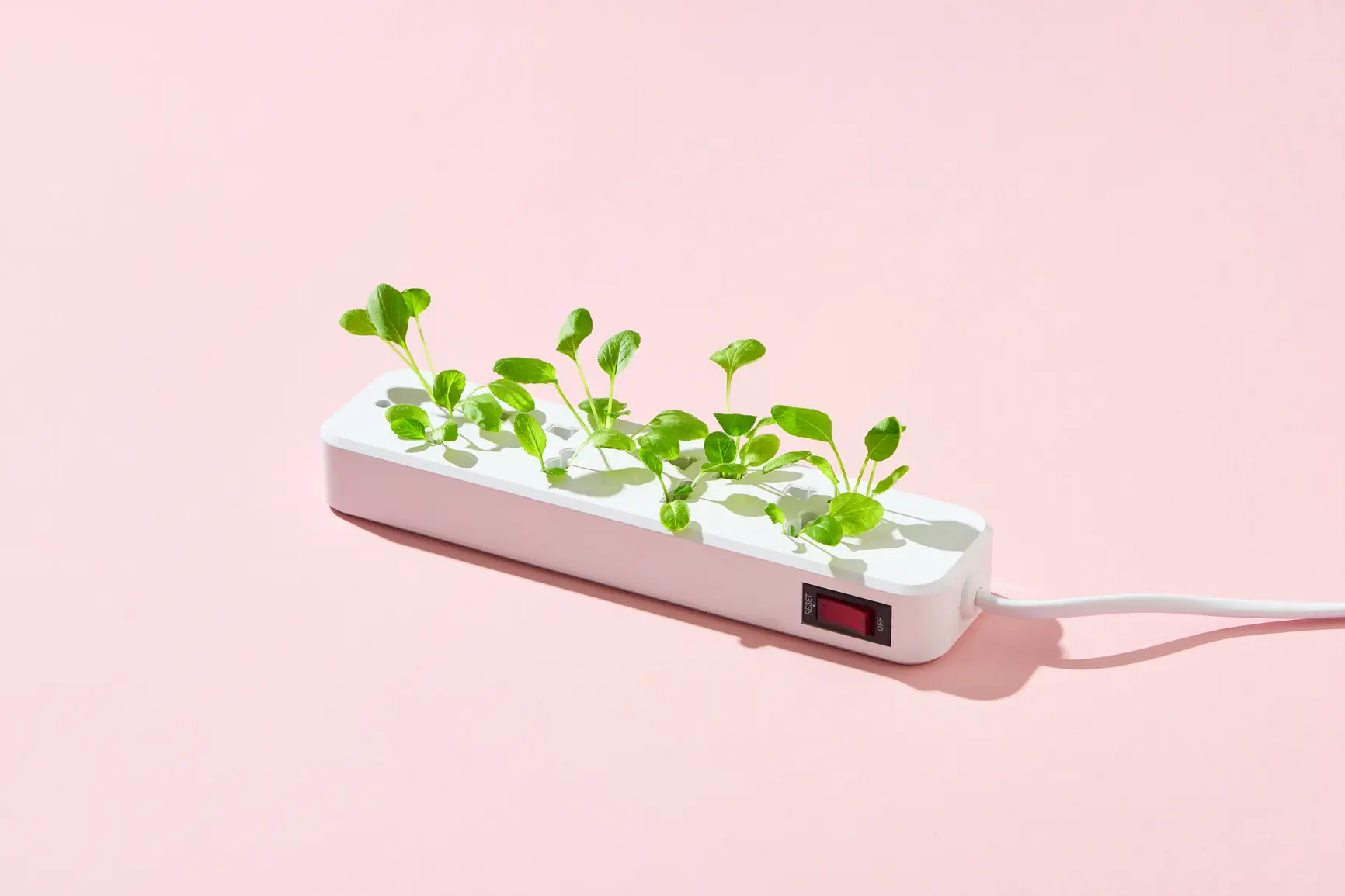 Illustration of a power strip with plants growing out of it as a sign of the sustainability of the Stayery